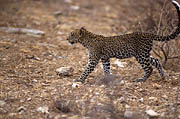 Leopard cub Samburu Kenya